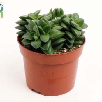 Crassula Spring Time