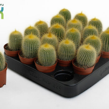 Cactus Leninghaussii