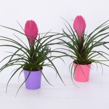 Tillandsia cyanea 'Anita' in Colour CUP