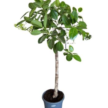 Ficus Benghalensis Altissima