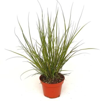 Carex hach. 'Phoenix green'