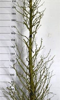 Ginkgo bil. Fastigiata Blagon