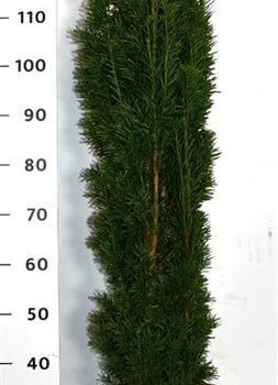 Taxus b. 'Fastigiata Robusta'