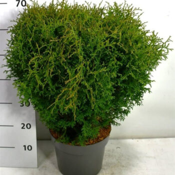 Thuja occ. 'Tiny Tim'