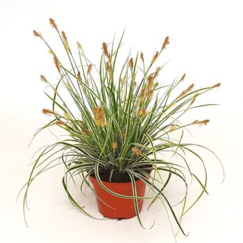 Carex osh. 'Everest