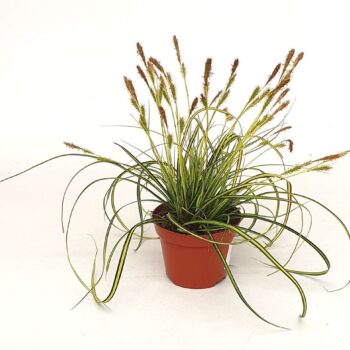 Carex osh. 'Eversheen'