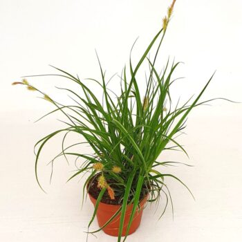 Carex osh. 'Fishers Form'