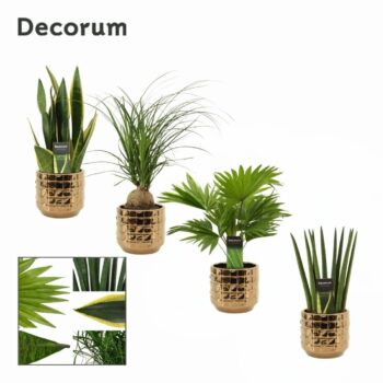 Groenmix 12 cm in Janneke (Top Blend-Collection)