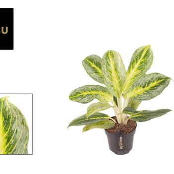 Aglaonema Bitter Lemon