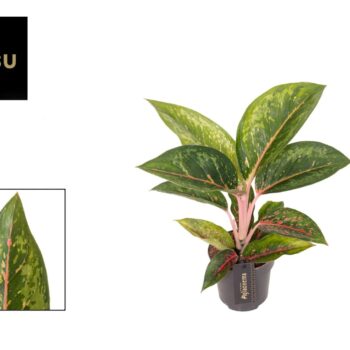 Aglaonema Camo Carmine