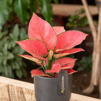 Aglaonema Raspberry Love
