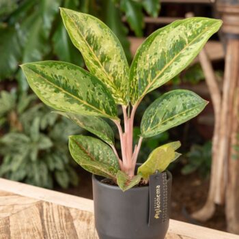 Aglaonema Camo Coralie