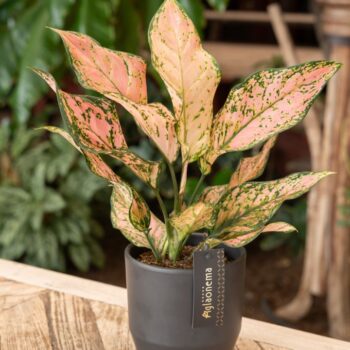 Aglaonema Pink Dolphin