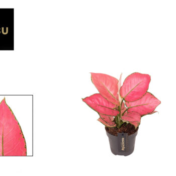 Aglaonema Rose Red