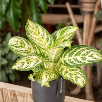 Aglaonema Minty Ice