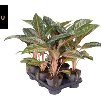 Aglaonema Pumpkin Green