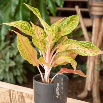 Aglaonema Pomegranate Tea