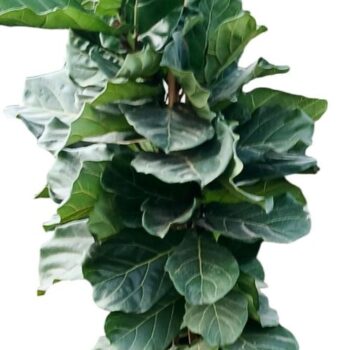 FICUS LYRATA