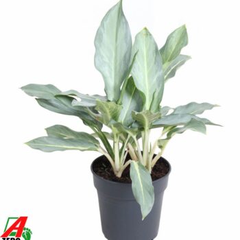Aglaonema Ghost