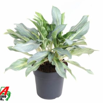 Aglaonema Ghost