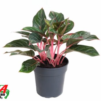 Aglaonema Princess