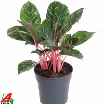 Aglaonema Princess