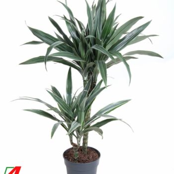 Dracaena Warneckei Jumbo 45-15
