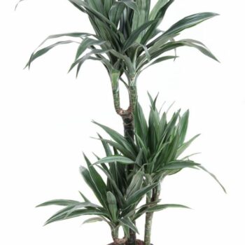 Dracaena Warneckei Jumbo 60-30-15