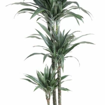 Dracaena Warneckei Jumbo 90-60-30