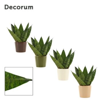 Sansevieria zeylanica fan 6 cm in Manuela(Stone Touch-collection