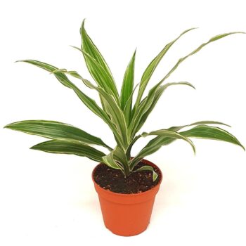 Draceana derm.'White Stripe'