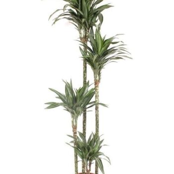 Dracaena Ulises 120-90-60-30