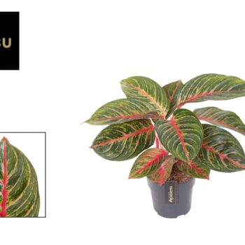 Aglaonema Olive Red