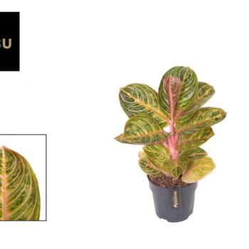 Aglaonema Tourmaline Gold