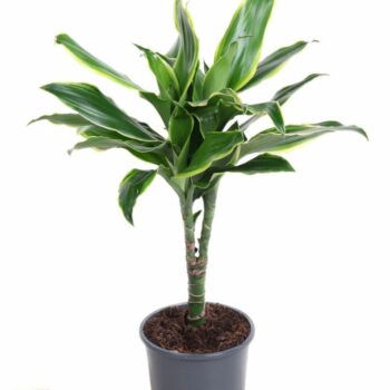 Dracaena Gold Coast (15cm stem)