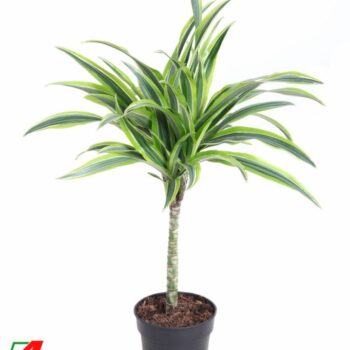 Dracaena Lemon Lime (30cm stam)