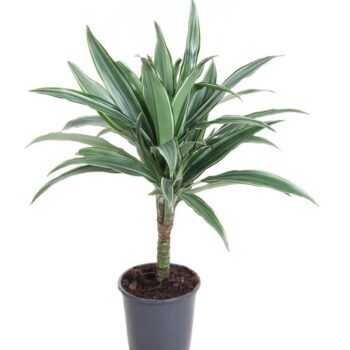 Dracaena Warneckei (15cm stem)