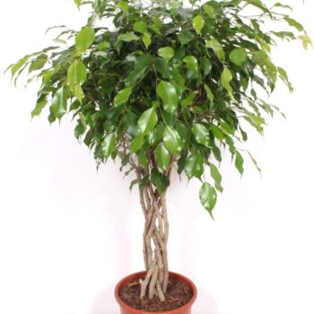 Ficus Exotica