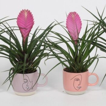 Tillandsia cyanea 'Anita' P9 - Ladyface pot