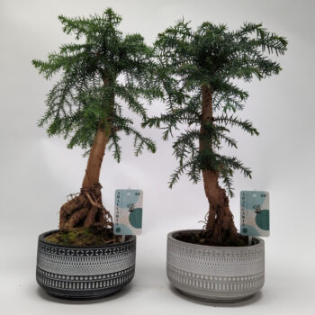 Araucaria cunninghamii Bonsai 'Tribal' 18 cm