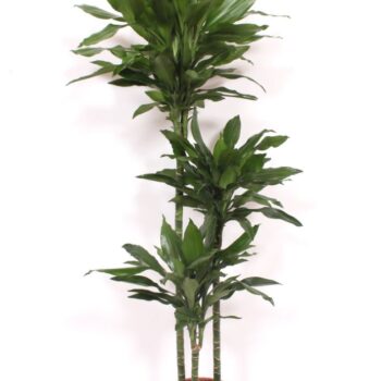 Dracaena Janet Lind 90-60-30