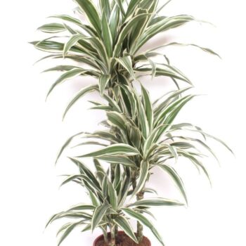 Dracaena White Stripe 60-30-15