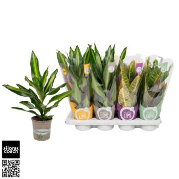 GroenMix Croton 2S +Dracaena Cintho "MoreLIPS®" Design hoes