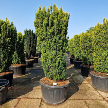 Taxus baccata 'Fast. David'