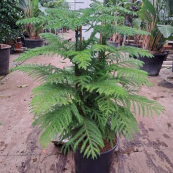 Araucaria toef 100