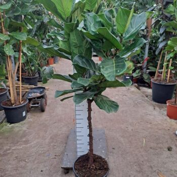 Ficus Lyrata rechte stam 180