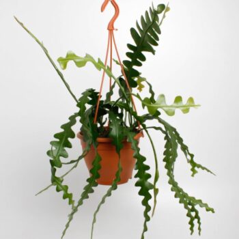 Epiphyllum Anguliger