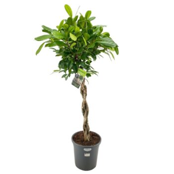 Ficus Cyathistipula 3-stem