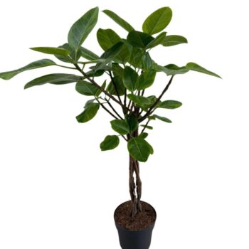 Ficus Benghalensis Altissima