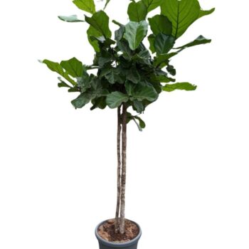 Ficus Lyrata 2-stem
